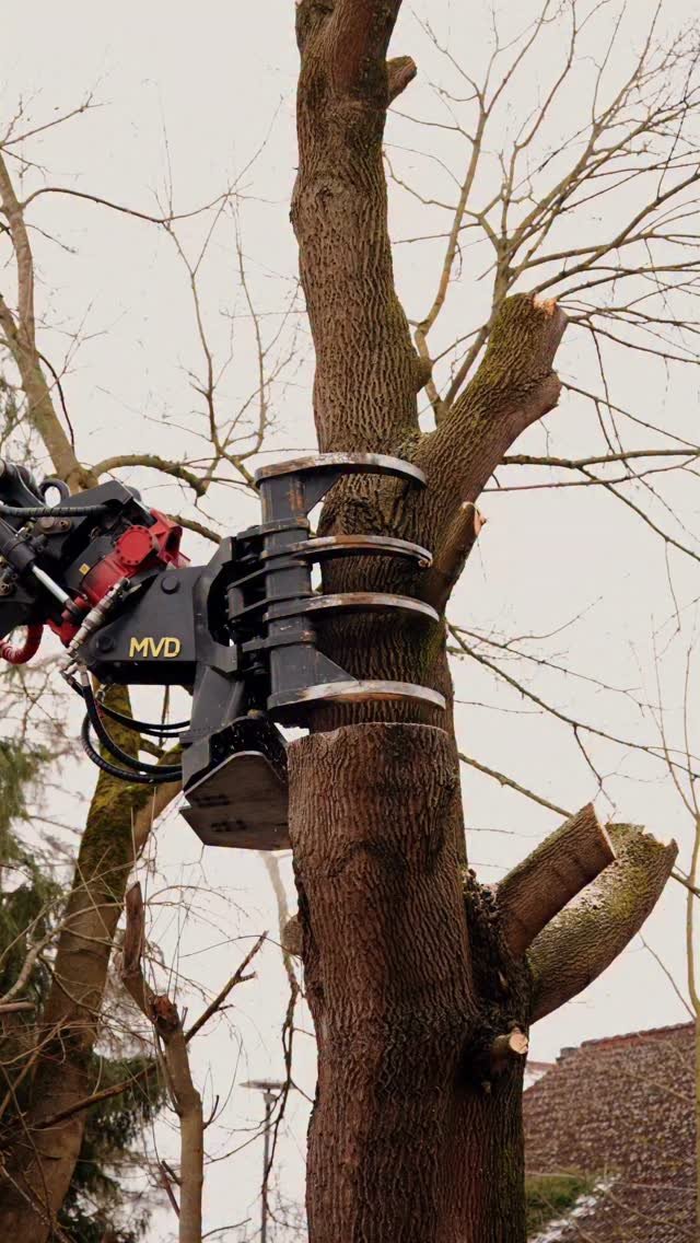 Spezialfällung mit unserem Schreitbagger @menzimuckcom M545x